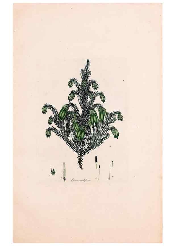 Reproducción/Reproduction 49157840192: Coloured engravings of heaths :. London :Published by the Author. Printed by T. Bensley,1802-09 [1830?]. 
