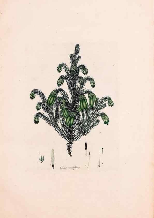 Reproducción/Reproduction 49157840192: Coloured engravings of heaths :. London :Published by the Author. Printed by T. Bensley,1802-09 [1830?]. 