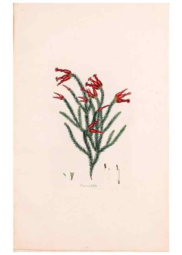 Reproducción/Reproduction 49157840527: Coloured engravings of heaths :. London :Published by the Author. Printed by T. Bensley,1802-09 [1830?]. 