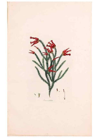 Reproducción/Reproduction 49157840527: Coloured engravings of heaths :. London :Published by the Author. Printed by T. Bensley,1802-09 [1830?]. 