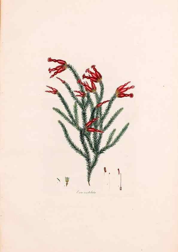 Reproducción/Reproduction 49157840527: Coloured engravings of heaths :. London :Published by the Author. Printed by T. Bensley,1802-09 [1830?]. 