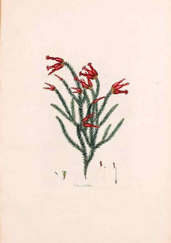 Reproducción/Reproduction 49157840527: Coloured engravings of heaths :. London :Published by the Author. Printed by T. Bensley,1802-09 [1830?]. 