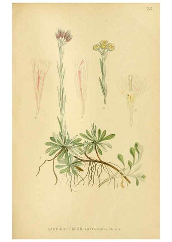 Reproducción/Reproduction 49157670706: Billeder af Nordens flora,. København,G.E.C. Gad,1901-1903 [i.e. 1907]. 