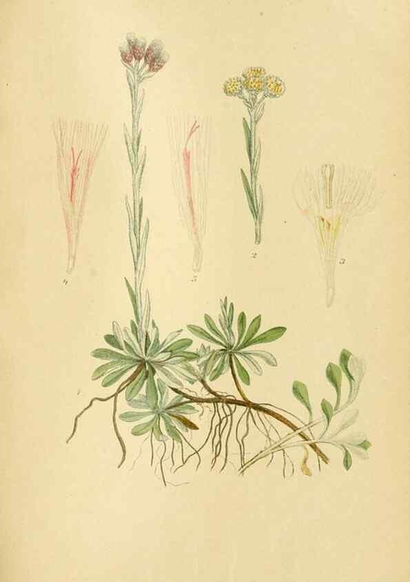Reproducción/Reproduction 49157670706: Billeder af Nordens flora,. København,G.E.C. Gad,1901-1903 [i.e. 1907]. 