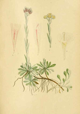 Reproducción/Reproduction 49157670706: Billeder af Nordens flora,. København,G.E.C. Gad,1901-1903 [i.e. 1907]. 