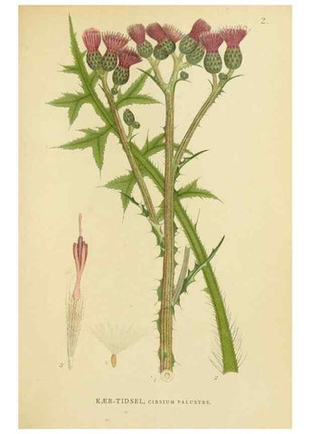 Reproducción/Reproduction 49157661106: Billeder af Nordens flora,. København,G.E.C. Gad,1901-1903 [i.e. 1907]. 