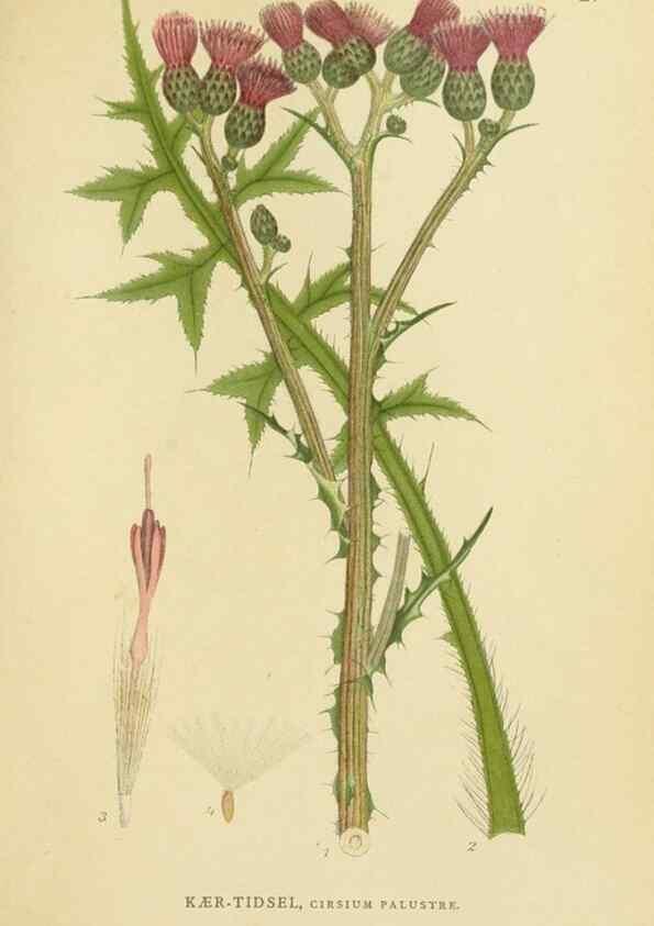Reproducción/Reproduction 49157661106: Billeder af Nordens flora,. København,G.E.C. Gad,1901-1903 [i.e. 1907]. 