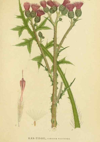 Reproducción/Reproduction 49157661106: Billeder af Nordens flora,. København,G.E.C. Gad,1901-1903 [i.e. 1907]. 