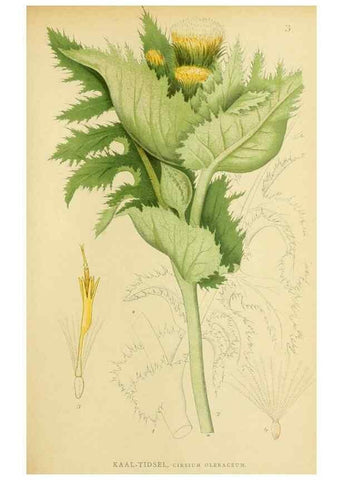 Reproducción/Reproduction 49157882737: Billeder af Nordens flora,. København,G.E.C. Gad,1901-1903 [i.e. 1907]. 
