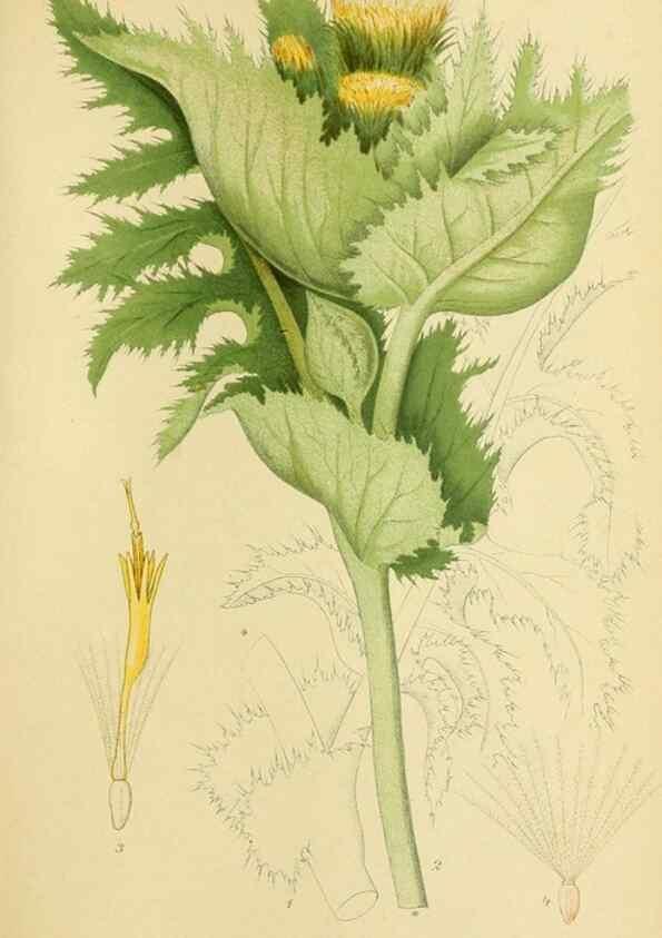 Reproducción/Reproduction 49157882737: Billeder af Nordens flora,. København,G.E.C. Gad,1901-1903 [i.e. 1907]. 