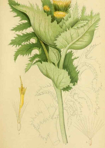 Reproducción/Reproduction 49157882737: Billeder af Nordens flora,. København,G.E.C. Gad,1901-1903 [i.e. 1907]. 