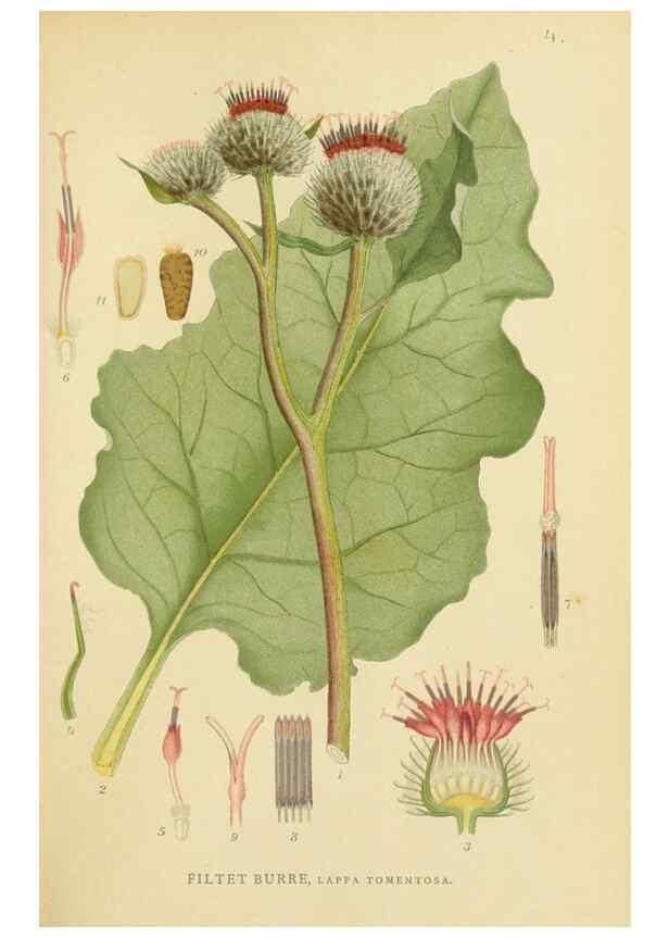 Reproducción/Reproduction 49157661851: Billeder af Nordens flora,. København,G.E.C. Gad,1901-1903 [i.e. 1907]. 