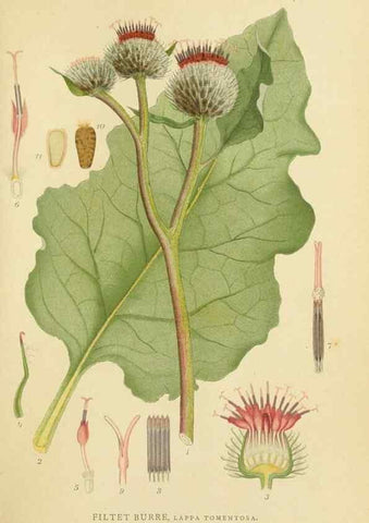 Reproducción/Reproduction 49157661851: Billeder af Nordens flora,. København,G.E.C. Gad,1901-1903 [i.e. 1907]. 