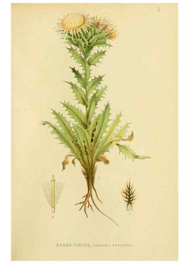 Reproducción/Reproduction 49157883412: Billeder af Nordens flora,. København,G.E.C. Gad,1901-1903 [i.e. 1907]. 