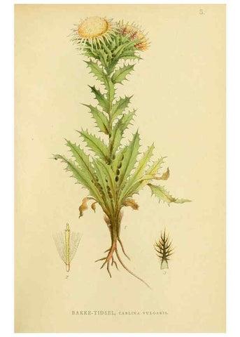 Reproducción/Reproduction 49157883412: Billeder af Nordens flora,. København,G.E.C. Gad,1901-1903 [i.e. 1907]. 