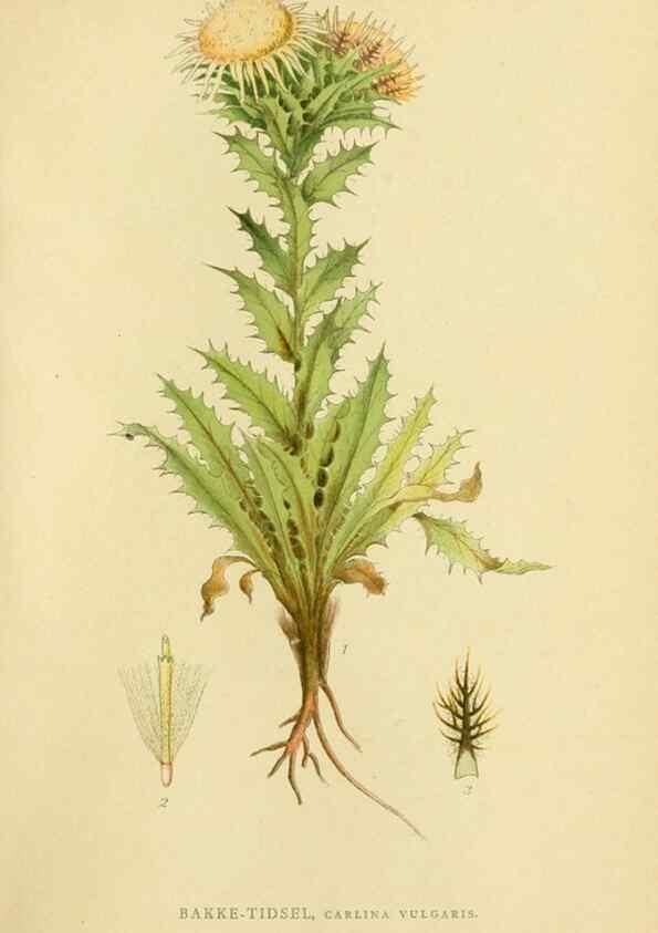 Reproducción/Reproduction 49157883412: Billeder af Nordens flora,. København,G.E.C. Gad,1901-1903 [i.e. 1907]. 