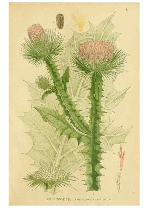 Reproducción/Reproduction 49157172828: Billeder af Nordens flora,. København,G.E.C. Gad,1901-1903 [i.e. 1907]. 