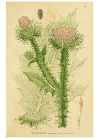 Reproducción/Reproduction 49157172828: Billeder af Nordens flora,. København,G.E.C. Gad,1901-1903 [i.e. 1907]. 