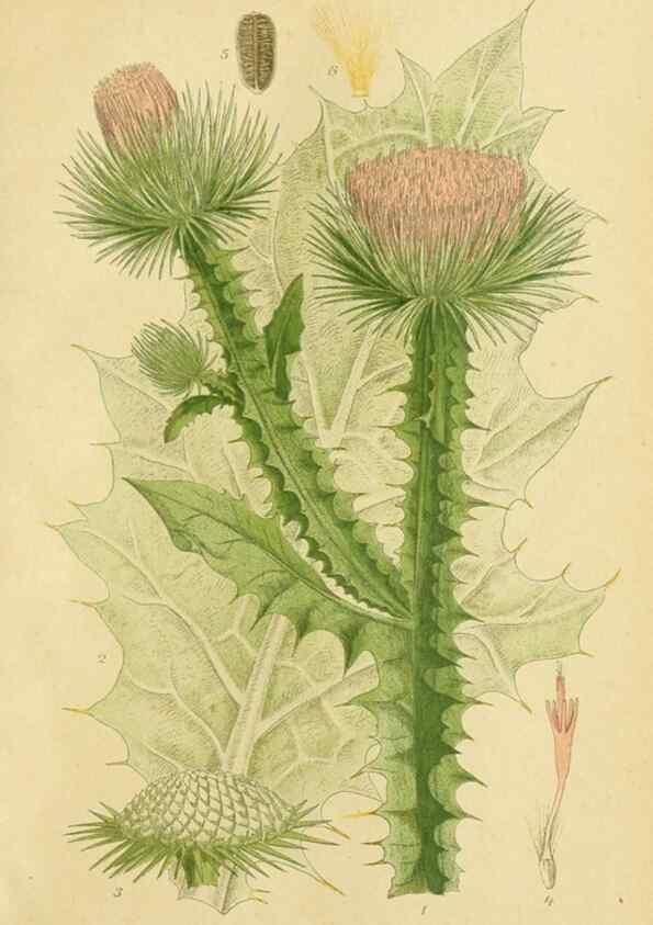 Reproducción/Reproduction 49157172828: Billeder af Nordens flora,. København,G.E.C. Gad,1901-1903 [i.e. 1907]. 