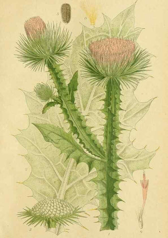 Reproducción/Reproduction 49157172828: Billeder af Nordens flora,. København,G.E.C. Gad,1901-1903 [i.e. 1907]. 