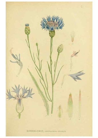 Reproducción/Reproduction 49157662856: Billeder af Nordens flora,. København,G.E.C. Gad,1901-1903 [i.e. 1907]. 