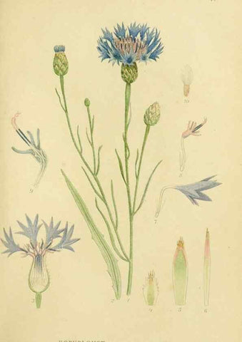 Reproducción/Reproduction 49157662856: Billeder af Nordens flora,. København,G.E.C. Gad,1901-1903 [i.e. 1907]. 