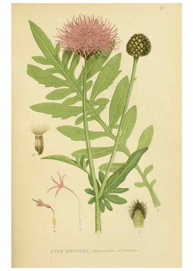 Reproducción/Reproduction 49157173563: Billeder af Nordens flora,. København,G.E.C. Gad,1901-1903 [i.e. 1907]. 