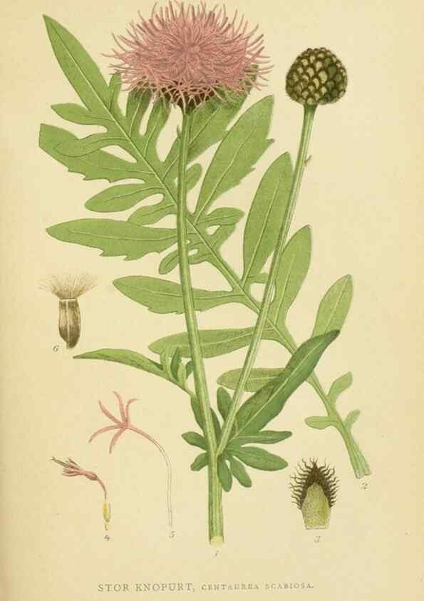 Reproducción/Reproduction 49157173563: Billeder af Nordens flora,. København,G.E.C. Gad,1901-1903 [i.e. 1907]. 