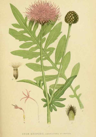 Reproducción/Reproduction 49157173563: Billeder af Nordens flora,. København,G.E.C. Gad,1901-1903 [i.e. 1907]. 