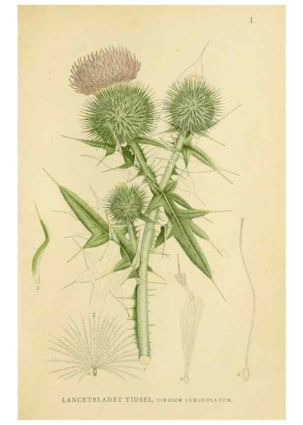 Reproducción/Reproduction 49157660676: Billeder af Nordens flora,. København,G.E.C. Gad,1901-1903 [i.e. 1907]. 