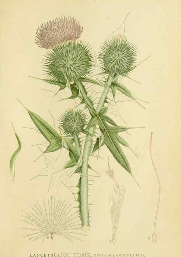 Reproducción/Reproduction 49157660676: Billeder af Nordens flora,. København,G.E.C. Gad,1901-1903 [i.e. 1907]. 