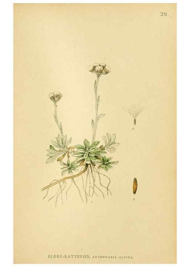 Reproducción/Reproduction 49157181718: Billeder af Nordens flora,. København,G.E.C. Gad,1901-1903 [i.e. 1907]. 