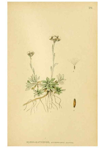 Reproducción/Reproduction 49157181718: Billeder af Nordens flora,. København,G.E.C. Gad,1901-1903 [i.e. 1907]. 
