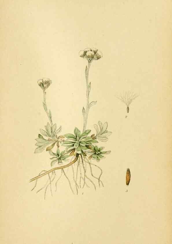 Reproducción/Reproduction 49157181718: Billeder af Nordens flora,. København,G.E.C. Gad,1901-1903 [i.e. 1907]. 