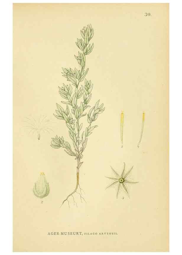 Reproducción/Reproduction 49157671356: Billeder af Nordens flora,. København,G.E.C. Gad,1901-1903 [i.e. 1907]. 