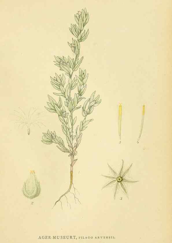 Reproducción/Reproduction 49157671356: Billeder af Nordens flora,. København,G.E.C. Gad,1901-1903 [i.e. 1907]. 