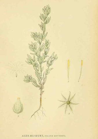 Reproducción/Reproduction 49157671356: Billeder af Nordens flora,. København,G.E.C. Gad,1901-1903 [i.e. 1907]. 