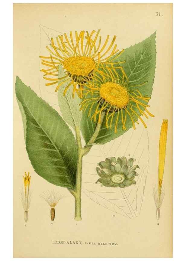 Reproducción/Reproduction 49157671726: Billeder af Nordens flora,. København,G.E.C. Gad,1901-1903 [i.e. 1907]. 