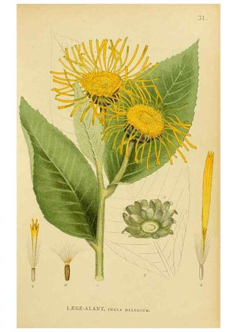 Reproducción/Reproduction 49157671726: Billeder af Nordens flora,. København,G.E.C. Gad,1901-1903 [i.e. 1907]. 