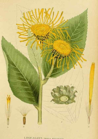 Reproducción/Reproduction 49157671726: Billeder af Nordens flora,. København,G.E.C. Gad,1901-1903 [i.e. 1907]. 