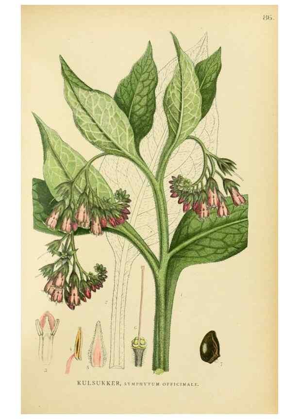 Reproducción/Reproduction 49157195118: Billeder af Nordens flora,. København,G.E.C. Gad,1901-1903 [i.e. 1907]. 