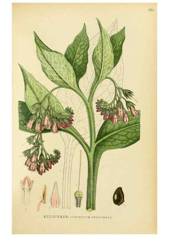 Reproducción/Reproduction 49157195118: Billeder af Nordens flora,. København,G.E.C. Gad,1901-1903 [i.e. 1907]. 