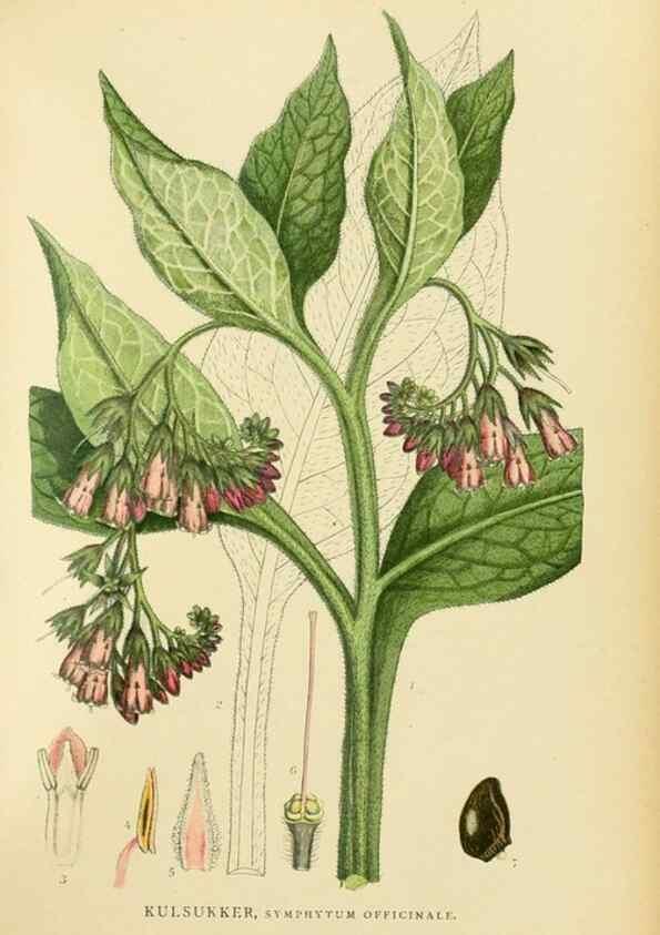 Reproducción/Reproduction 49157195118: Billeder af Nordens flora,. København,G.E.C. Gad,1901-1903 [i.e. 1907]. 