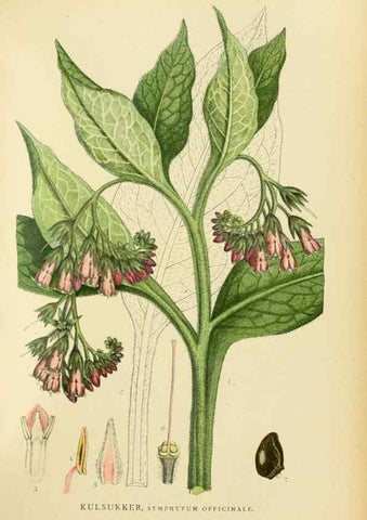 Reproducción/Reproduction 49157195118: Billeder af Nordens flora,. København,G.E.C. Gad,1901-1903 [i.e. 1907]. 