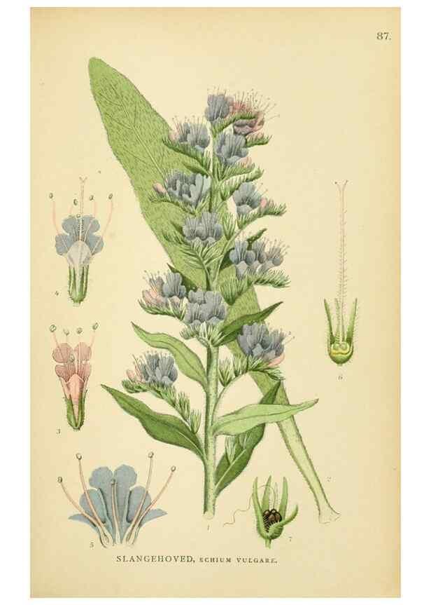 Reproducción/Reproduction 49157684271: Billeder af Nordens flora,. København,G.E.C. Gad,1901-1903 [i.e. 1907]. 