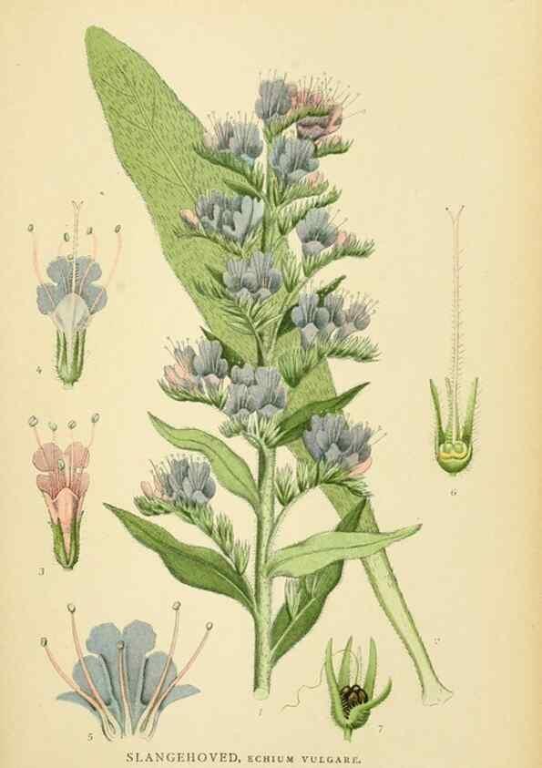 Reproducción/Reproduction 49157684271: Billeder af Nordens flora,. København,G.E.C. Gad,1901-1903 [i.e. 1907]. 