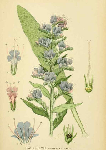 Reproducción/Reproduction 49157684271: Billeder af Nordens flora,. København,G.E.C. Gad,1901-1903 [i.e. 1907]. 