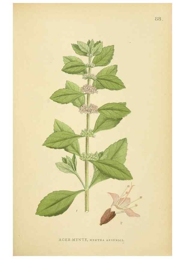 Reproducción/Reproduction 49157684616: Billeder af Nordens flora,. København,G.E.C. Gad,1901-1903 [i.e. 1907]. 