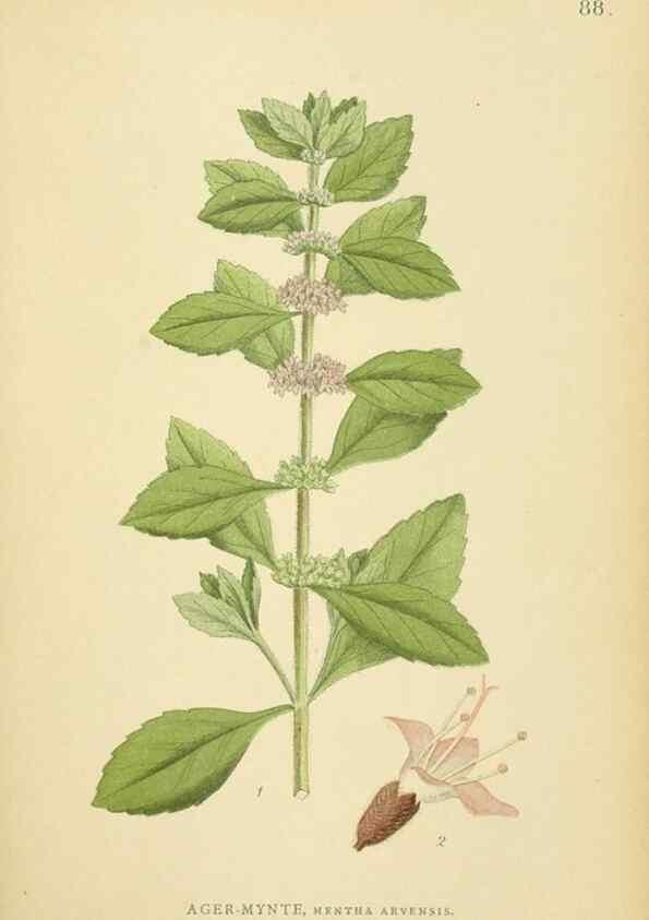 Reproducción/Reproduction 49157684616: Billeder af Nordens flora,. København,G.E.C. Gad,1901-1903 [i.e. 1907]. 