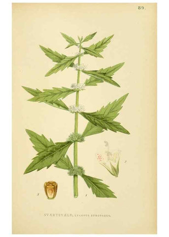 Reproducción/Reproduction 49157906357: Billeder af Nordens flora,. København,G.E.C. Gad,1901-1903 [i.e. 1907]. 